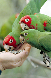 parrots.jpg