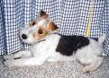 wirefoxterrier.jpeg